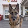 otgsd
